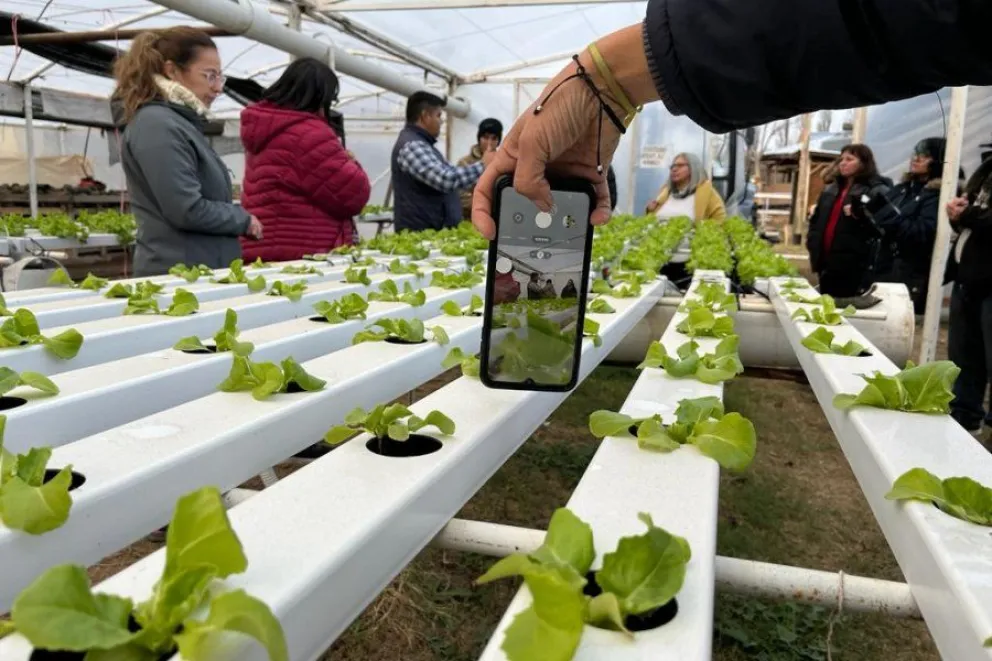 Cultivar con hidroponía cada vez más buscado en Neuquén NoticiasNQN