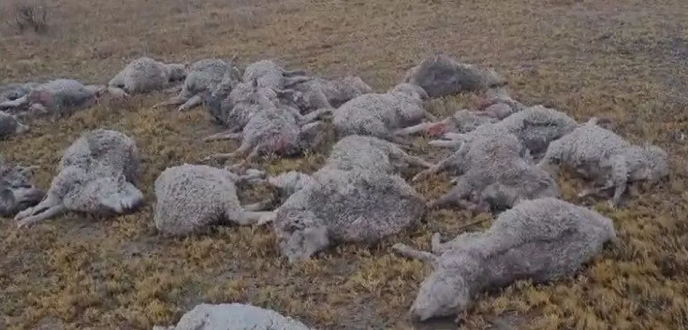 Fueron atacados por perros salvajes
