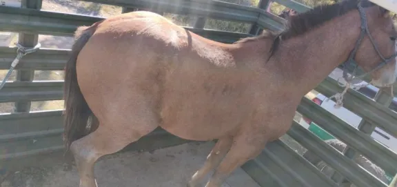 Rescataron un caballo que deambulaba por las calles de Fernández Oro thumbnail