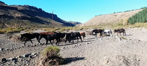 Evitan contrabando de equinos a Chile thumbnail